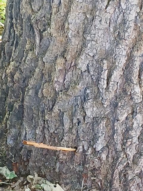 Baumfrevel
