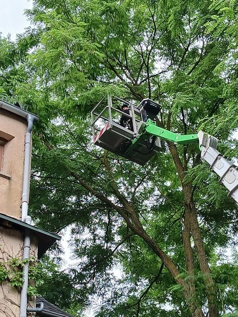 Fledermausrettung